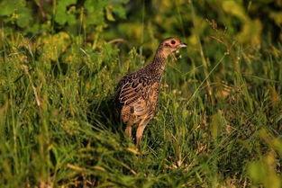抓秧鸡视频,高清视频揭秘神秘秧鸡生活