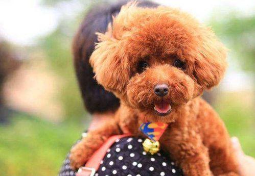 惨打泰迪犬视频,人性与道德的拷问