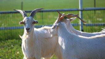 山羊视频大全,趣味横生的动物世界瞬间