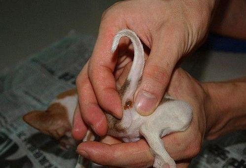 给狗狗挤肛门腺视频,狗狗肛门腺挤排全攻略