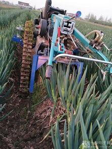 大姜收获机视频,农业现代化新篇章