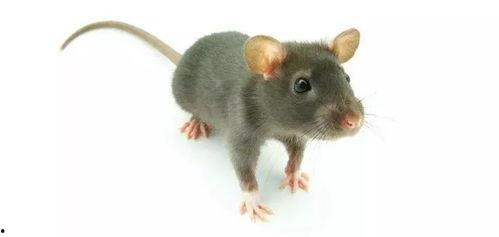 小老鼠的视频,小老鼠的欢乐冒险之旅