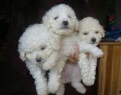 白色贵宾视频,温馨治愈的宠物日常