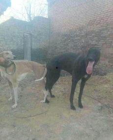 蓝色海浪格力犬视频,温馨瞬间捕捉