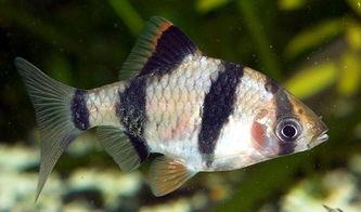 虎皮鱼视频,揭秘水下精灵的奇幻世界