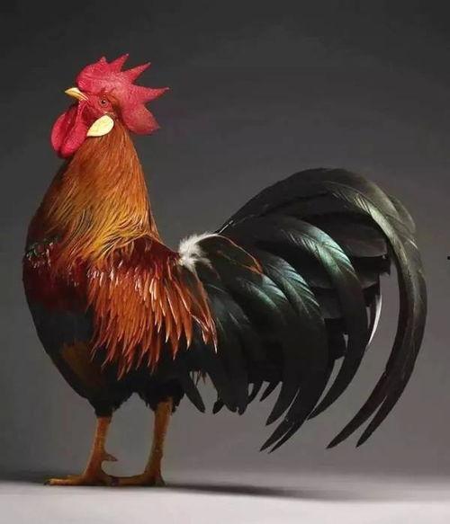 美丽的公鸡故事视频